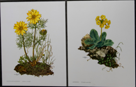 4 Schoolplaatjes    Botanisch  7