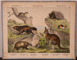 Schreiber Das Kangoeroe