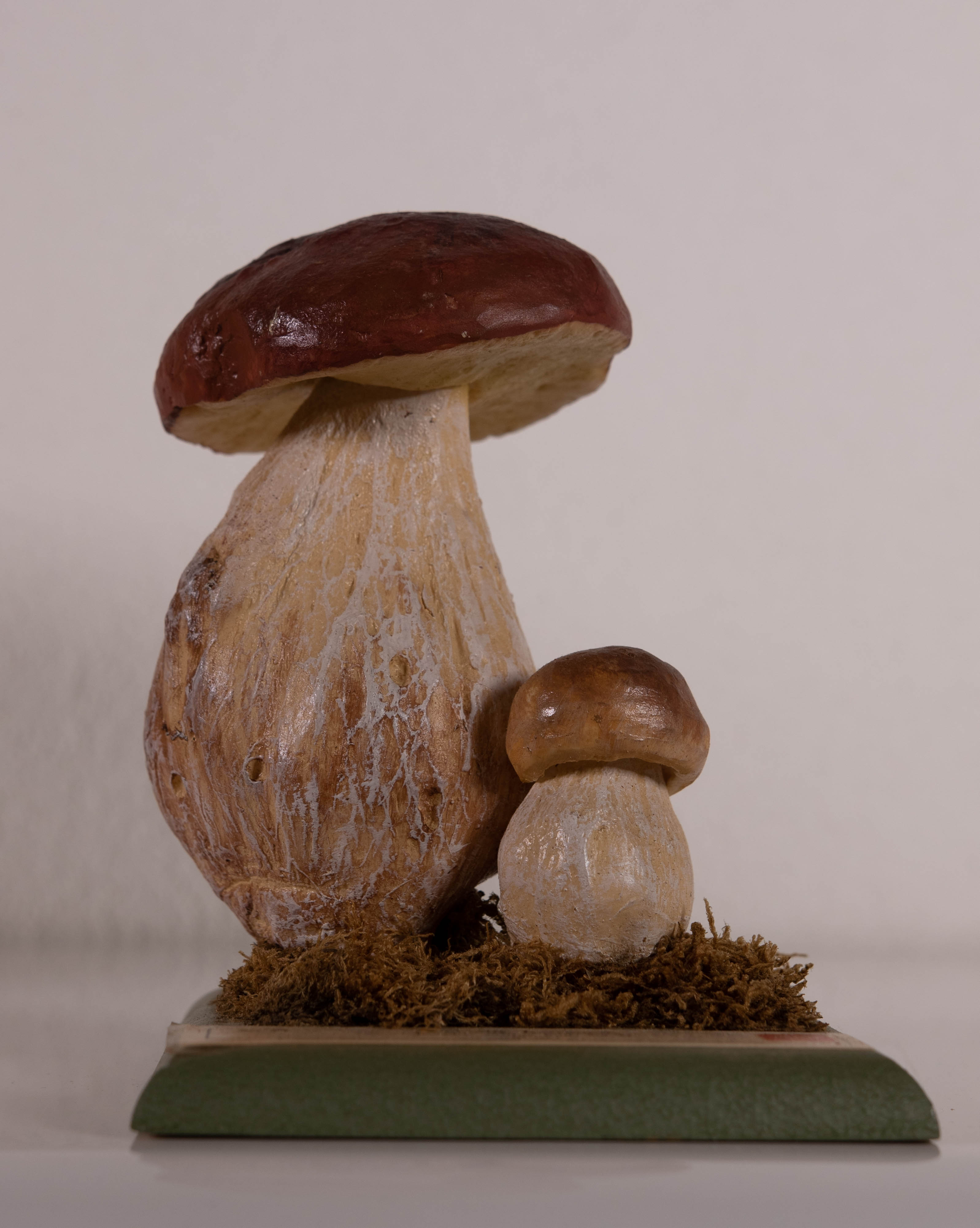 Boletus Edulis Bull