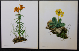 4 Schoolplaatjes    Botanisch  1