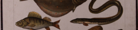 Schol baars  paling   snoek