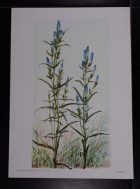 6 plaatjes Botanisch
