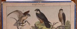 Schreiber Valken, Sperwer
