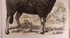 Schaap