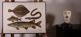 Schol baars  paling   snoek