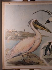 Pelikaan pinguin kokmeeuw