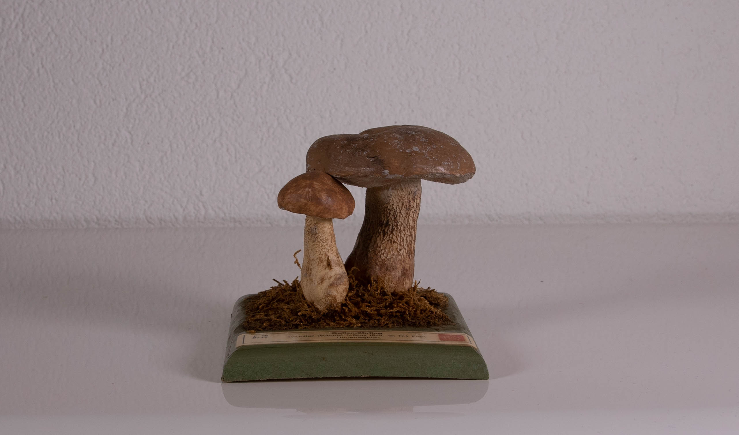 Tylopilus Boletus Felleus