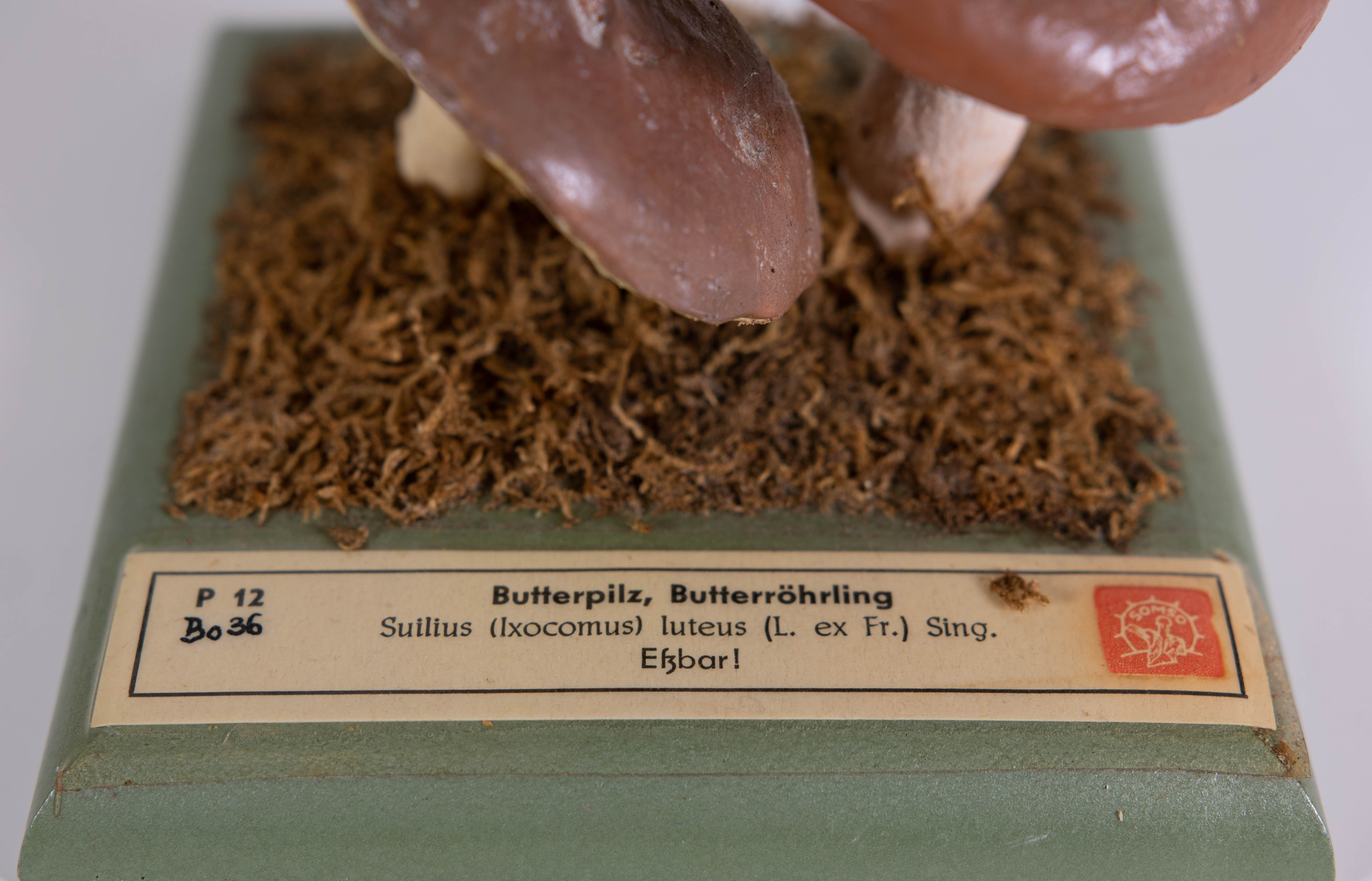 Suilius Luteus