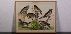 Schreiber Vink en Huismus