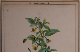 Botanisch  4