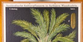 Gemeine Dattelpalme