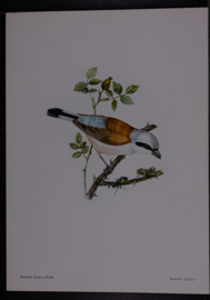 Beschermde vogels