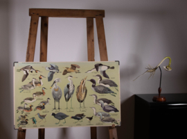 Watervogels