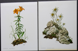 4 Schoolplaatjes    Botanisch  7