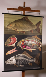 Karper Litho