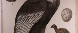 Condor