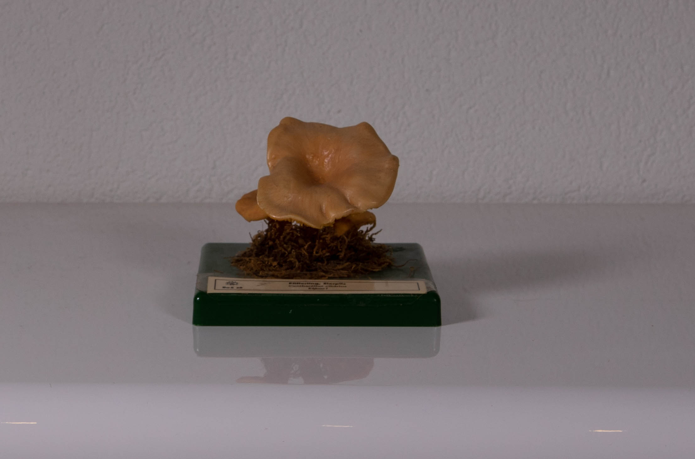 Cantharellus Cibarius