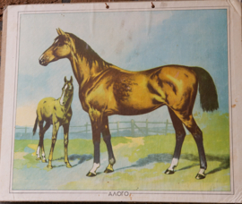 Paard en veulen