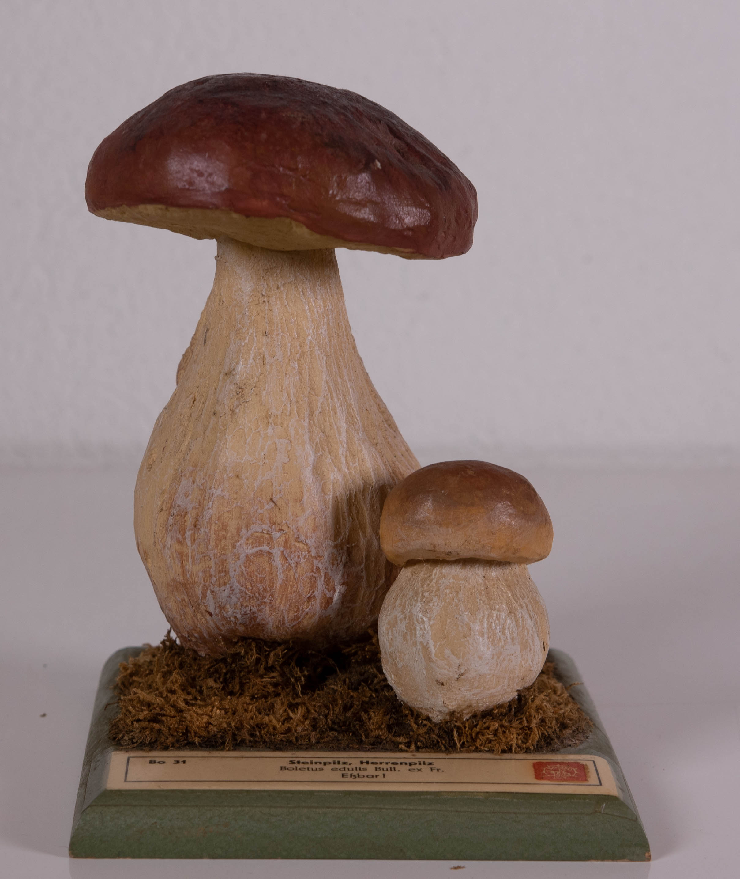 Boletus Edulis Bull