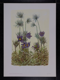 6 plaatjes Botanisch