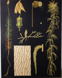 Haarmos Litho