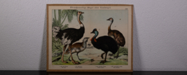 Schreiber Struisvogel en Grote Trap