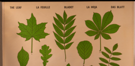 Het blad