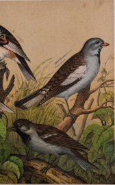 Schreiber Huismus, Vink, Kanarie en Putter