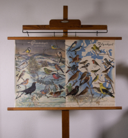 Zangvogels stand en trekvogels