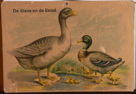 Gans Eend