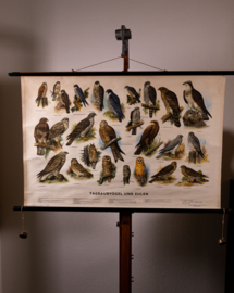 Dagroofvogels en uilen