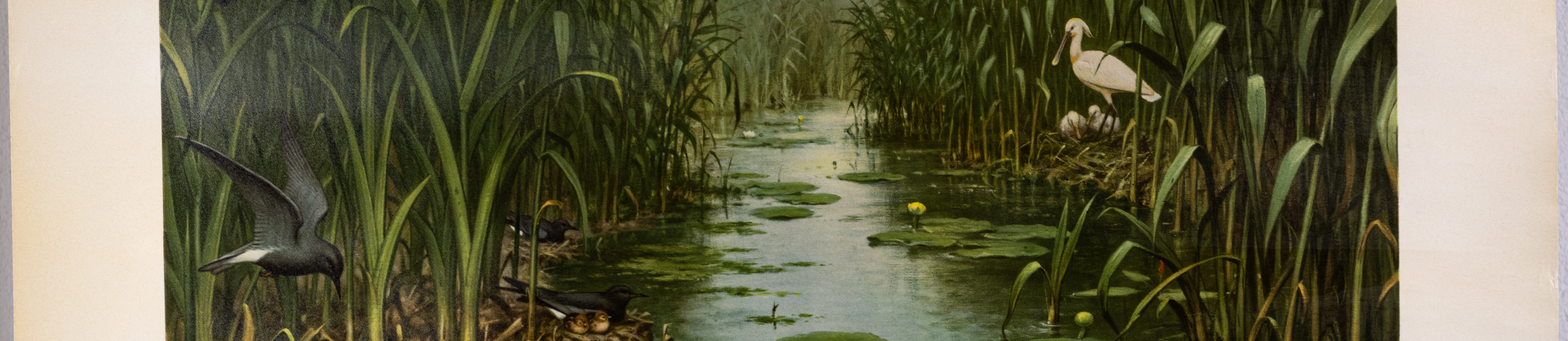 Het Naardermeer