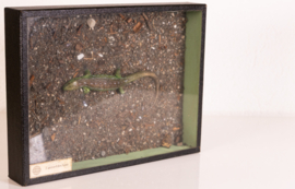 Vintage oude school  vitrine kastje  - Zandhagedis