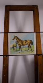 Paard en veulen