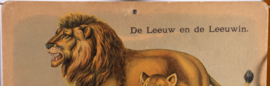 Leeuw en de Leeuwin