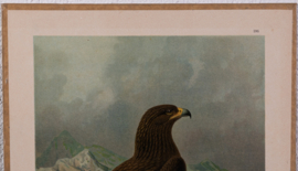 Grote Bonte Arend  Litho