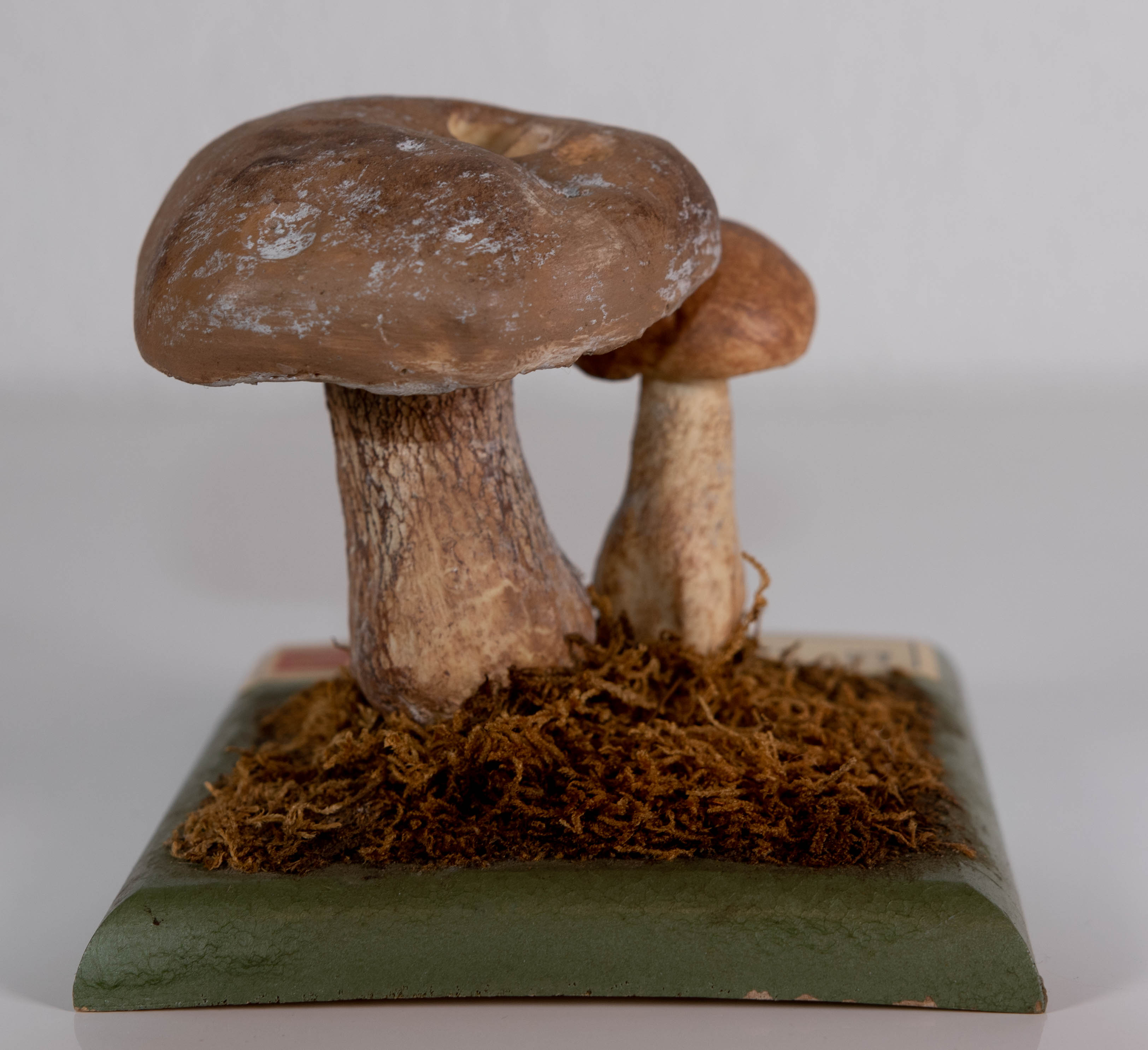Tylopilus Boletus Felleus