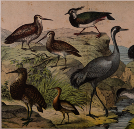 Schreiber Ooievaar, Flaming, Kraanvogel en Ibis
