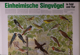 Zangvogels oa Roodborst en Zwaluw