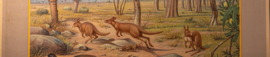 Uit de Australische dierenwereld