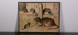 Muizen en Ratten