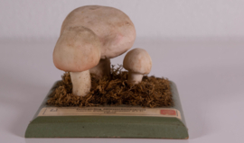 Agaricus (Psalliota) Compester