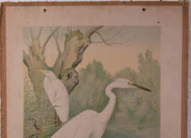 Grote Zilverreiger