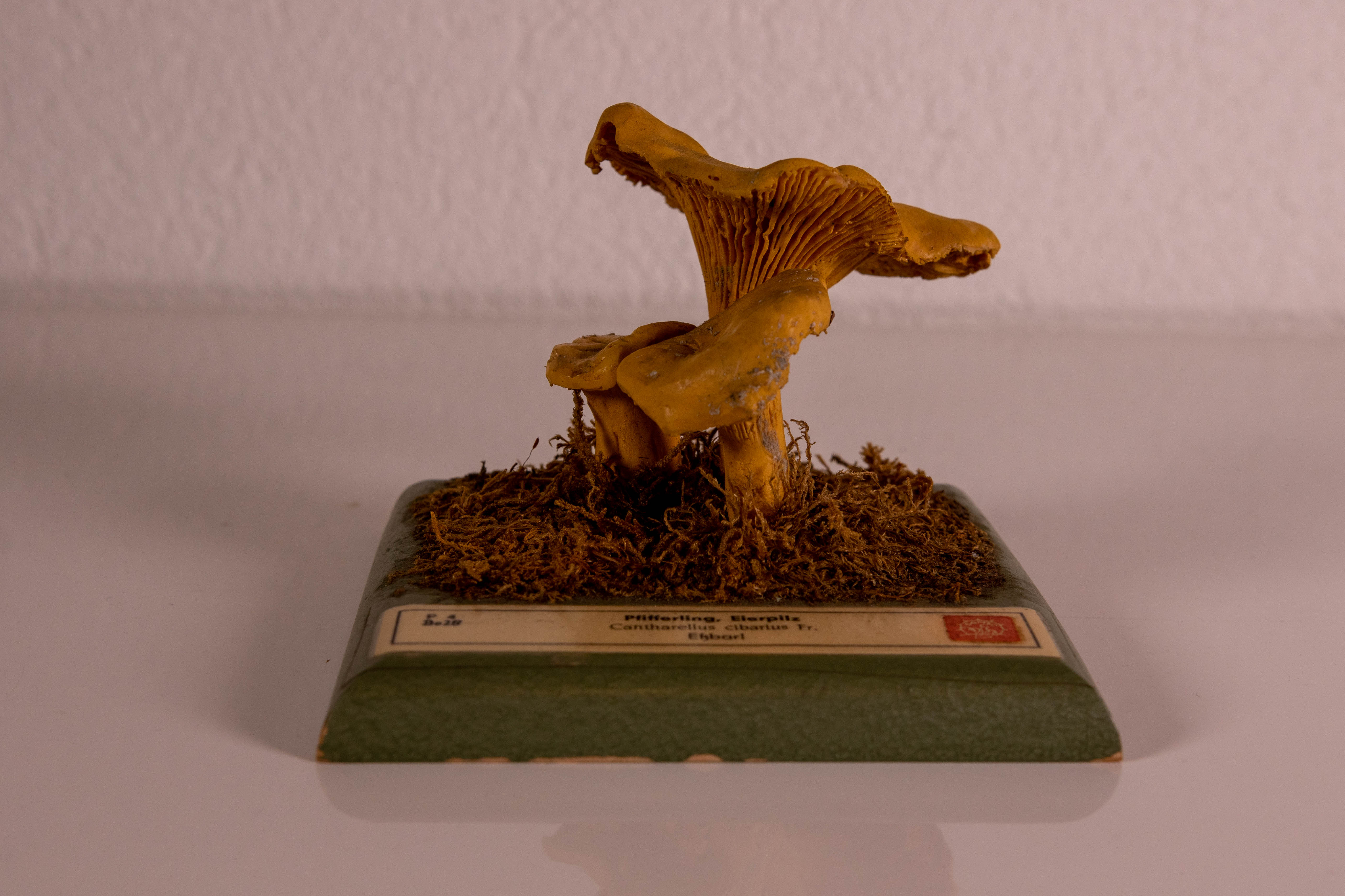 Cantharellus Cibarius