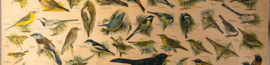 Zangvogels