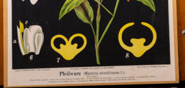 Pfeilwurz