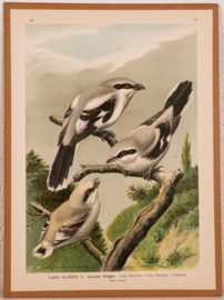 Klapekster