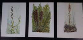 6  Plaatjes Botanisch