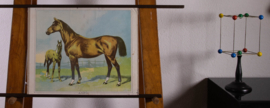 Paard en veulen