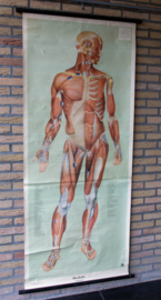 Spieren voorzijde